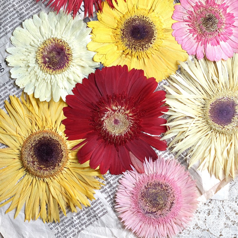 Resin Art Phone Case - 1 peça/7-9cm, gerbera prensada flores secas