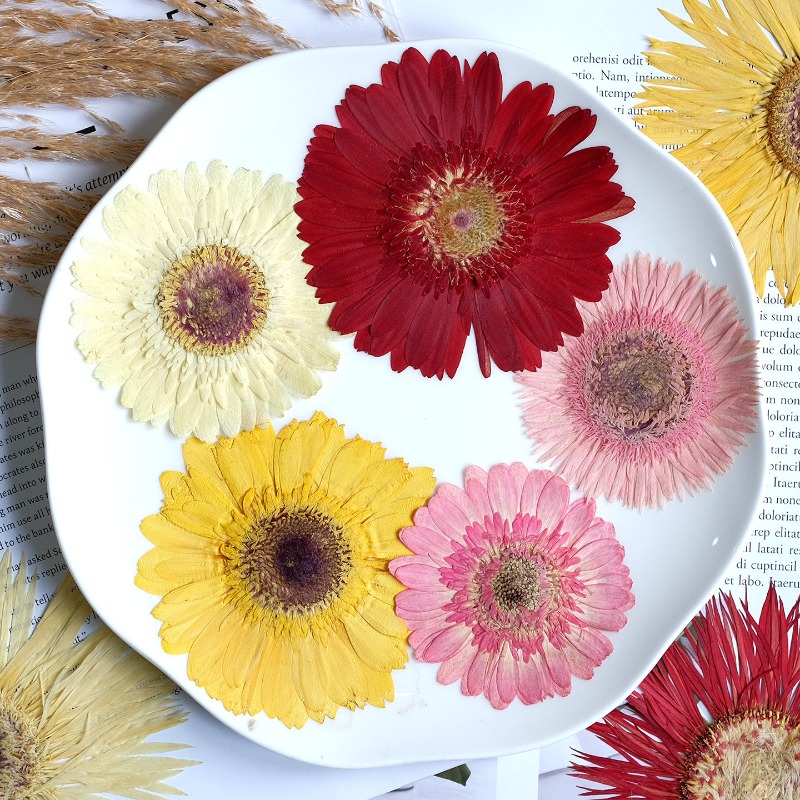 1 peça/7-9cm, gerbera prensada - Resin Art Phone Case avaliação e preço